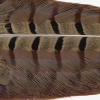 Ringneck Pheasant Tail Clumps - Natural (PT199)