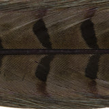 Ringneck Pheasant Tail Feathers - 1 Pair, Dun (PTP029)