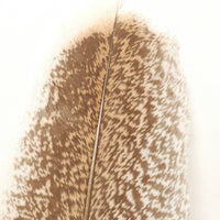 Turkey Wing Quill
